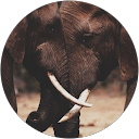 Pau Varzan profile picture